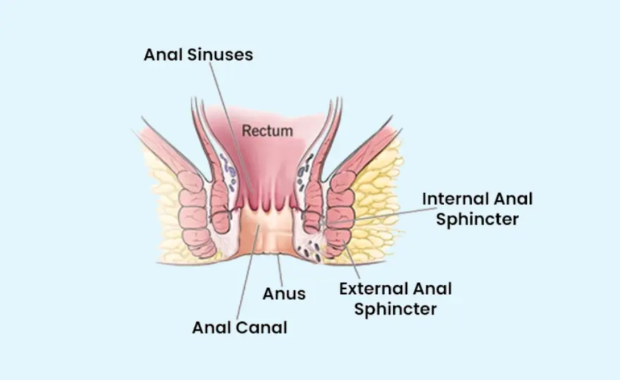 Anatomy of Anus